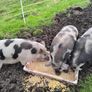 Kune Kune Sows Image 3