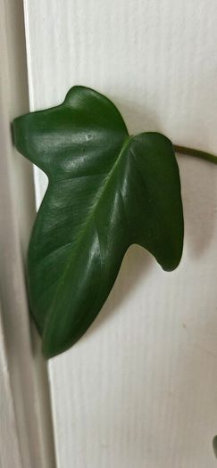 Plants set