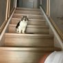 stray kitten Image 2
