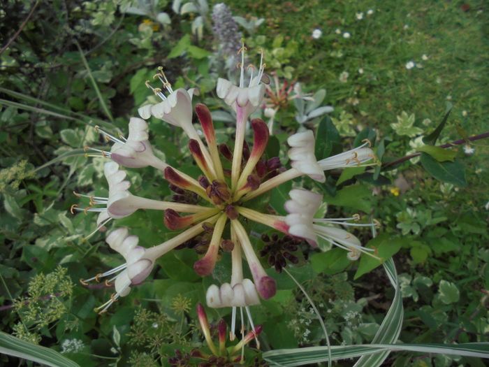 Honeysuckle plant