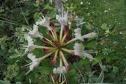 Honeysuckle plant
