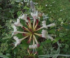Honeysuckle plant