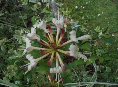 Honeysuckle plant