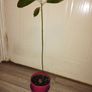 Avocado Tree Image 8