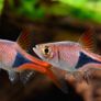 tropical fish Image 3