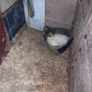 Purebred Silkie Bantam Chicks Image 2