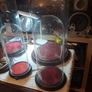 Vintage Glass Domes,Taxidermy or Interior Design. Image 6
