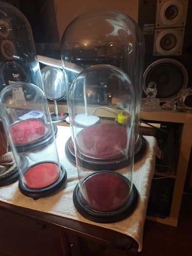 Vintage Glass Domes,Taxidermy or Interior Design.
