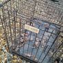 dog cages Image 7