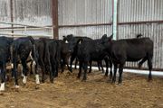 10 heifer Weanlings