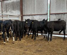 10 heifer Weanlings