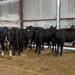 10 heifer Weanlings