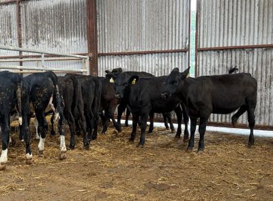 10 heifer Weanlings
