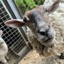 Ewe For Sale Image 2