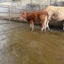 First calving springers with limousin calves Image 3