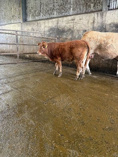 First calving springers with limousin calves