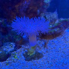 Fish tanks