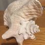Conch Shell Image 2
