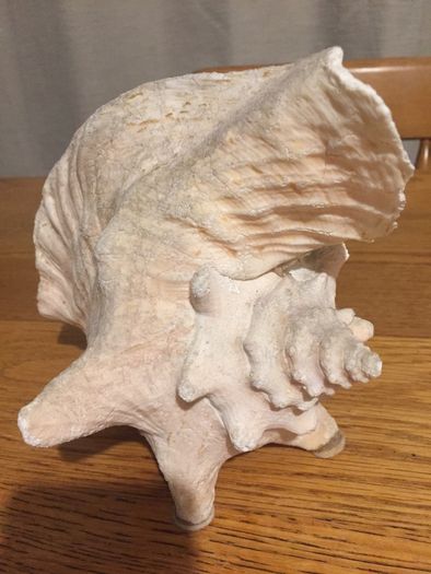 Conch Shell