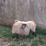 Lambs Image 2