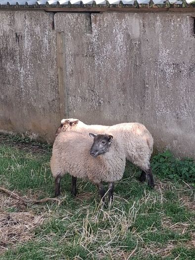 Lambs