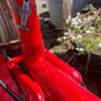 Vintage Raleigh Tomahawk child's chopper Image 5