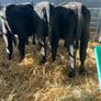 Aa Bulls Weanlings Image 3
