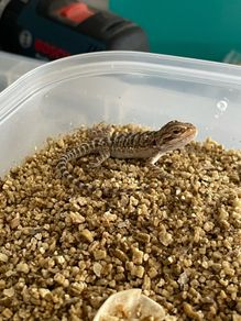 bearded dragon