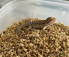bearded dragon