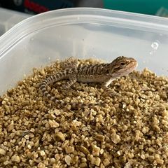 bearded dragon