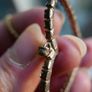 18k Gold Plated Open Heart and Rolled Gold Necklace 5,7g Image 5