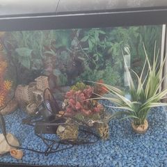 Aquarium/ fish tank
