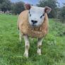 Texel  ram lamb Image 7