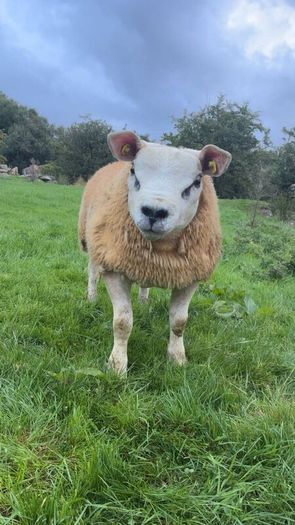 Texel  ram lamb