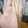 Vintage Monet Gold Tone Choker Image 5