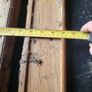 Stair Spindles Balustrades oak Image 9