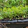 Two Foot Griselina Hedging Plants Image 3