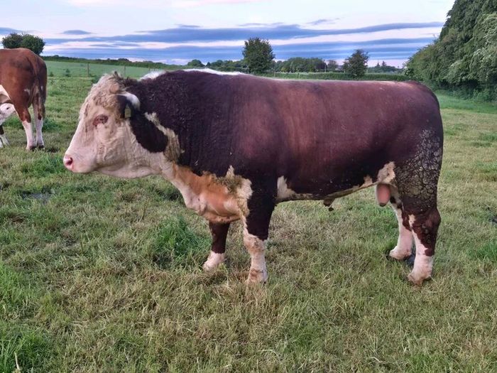 Hereford bull