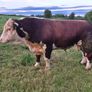 Hereford bull Image 2