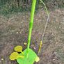 Swing Ball kids Image 2
