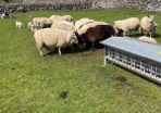 Sheep and lambs on foot