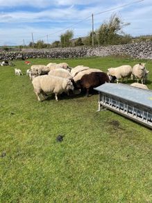 Sheep and lambs on foot