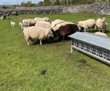 Sheep and lambs on foot
