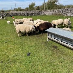 Sheep and lambs on foot