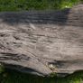 Antique Bog Oak - Garden Decoration Image 2