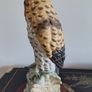 Large Leonardo Collection Vintage Long Eared Owl Image 4
