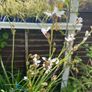 Big bunch outdoor white flowers Image 3