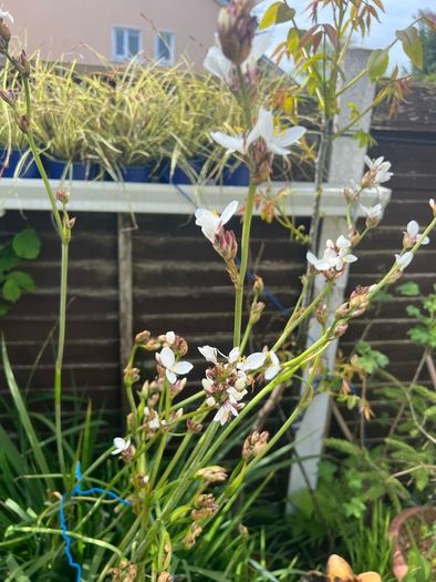 Big bunch outdoor white flowers