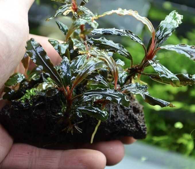 Bucephalandra Plant on Lava Rock