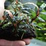 Bucephalandra Plant on Lava Rock Image 2